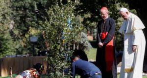 Pope Francis Assisi Tree
