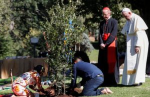Pope Francis Assisi Tree